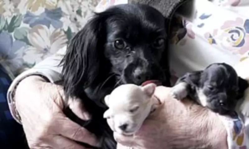 Rescue Dog Escapes, Then Leads Owners Mile to Hidden Puppies