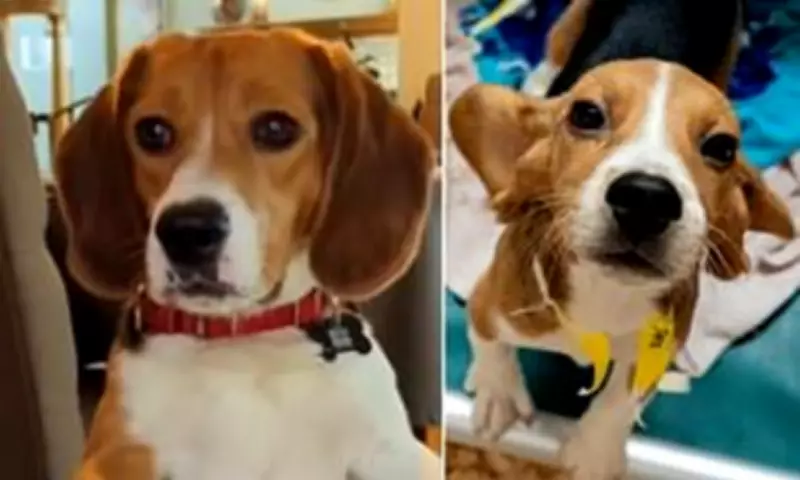 Rescued Beagle Howls for First Time After 1,500 Dogs Freed from Lab