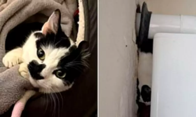 Rescued Cat Izzy Needs Experienced Owner After 12-Day Ordeal