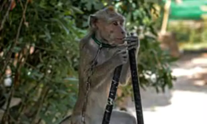 Rescued Dancing Monkeys Return to Wild After Indonesia Cruelty