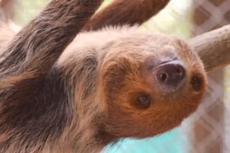 Rescued Sloths Recovering After Florida Warehouse Ordeal