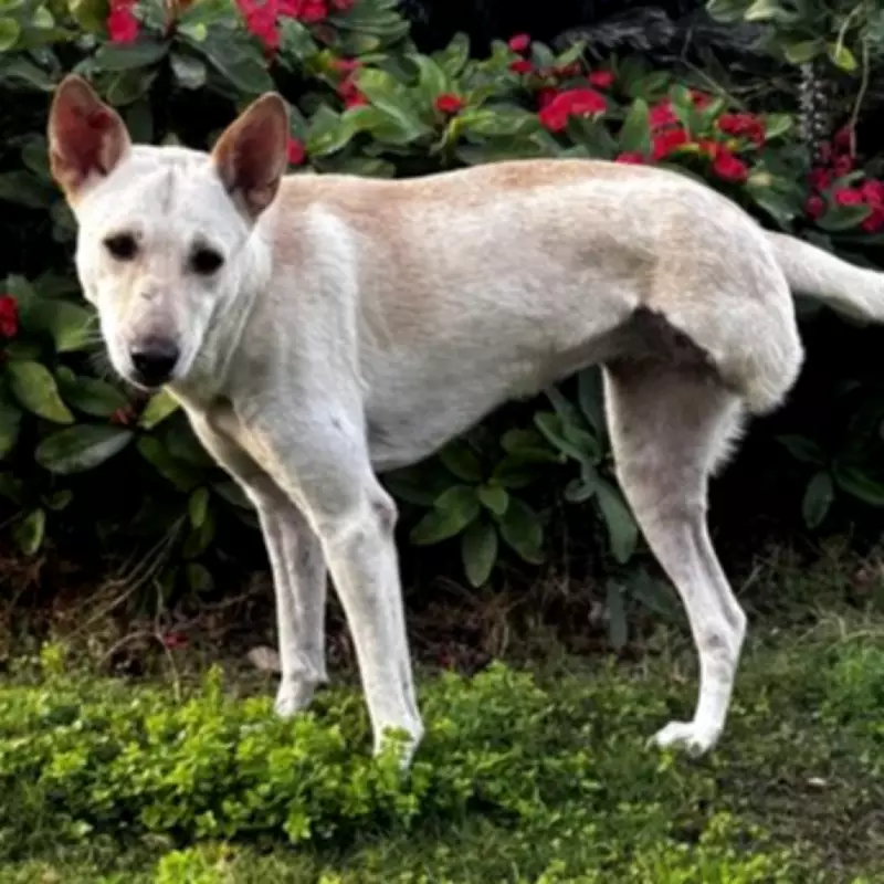 Rescuers Plead for Home for 'Broken Dog' Youmi with Heartbreaking Past