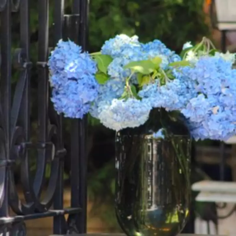 Revive Drooping Hydrangeas with Simple 30-Minute Florist Trick