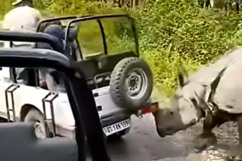 Rhino Attacks Safari Jeep, Tries to Overturn Vehicle in India's Manas Park