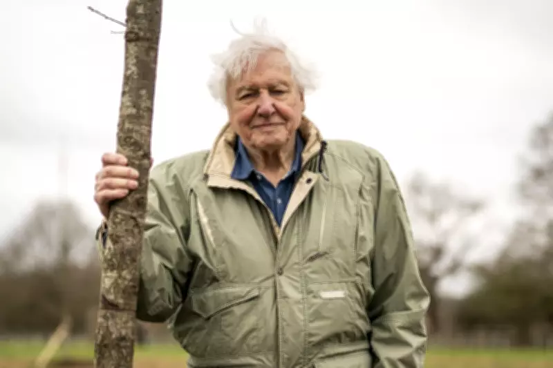 RHS Chelsea Flower Show to Honour Sir David Attenborough's 100 Years with Wildlife-Friendly Plants