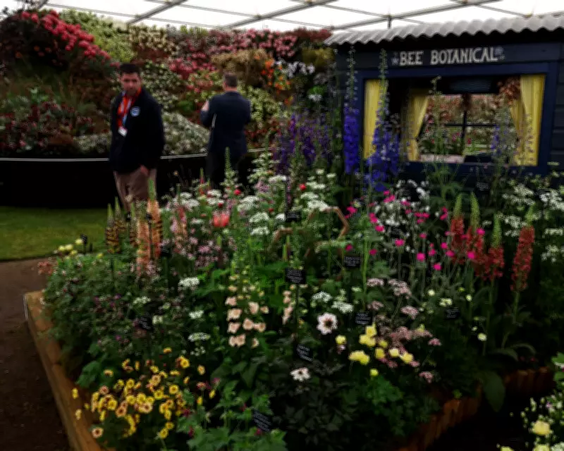 RHS Faces Conservative Backlash Over Chelsea Flower Show 'Wokery' and Losses