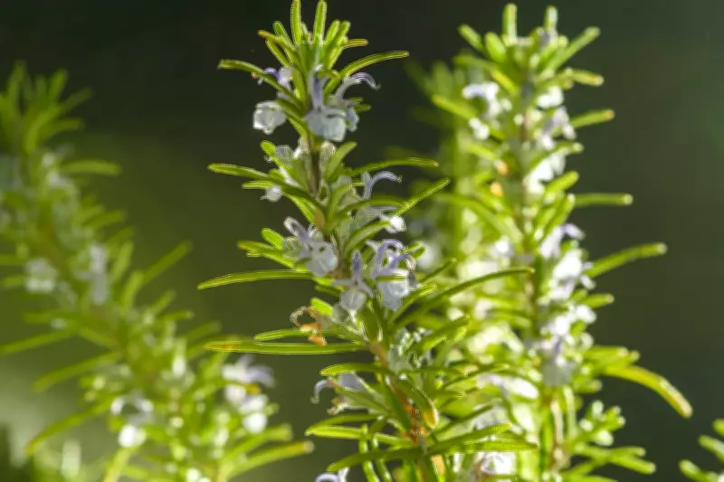 Rosemary: Natural Herb Boosts Memory, Cuts Anxiety, Fights Alzheimer's