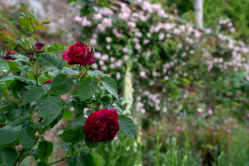 Roses Bloom 'Weeks Early' as Climate Change Alters Flowering Patterns