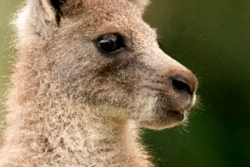 Royal Children Choose Welsh Name 'Cwtch' for Baby Kangaroo at Australia Zoo