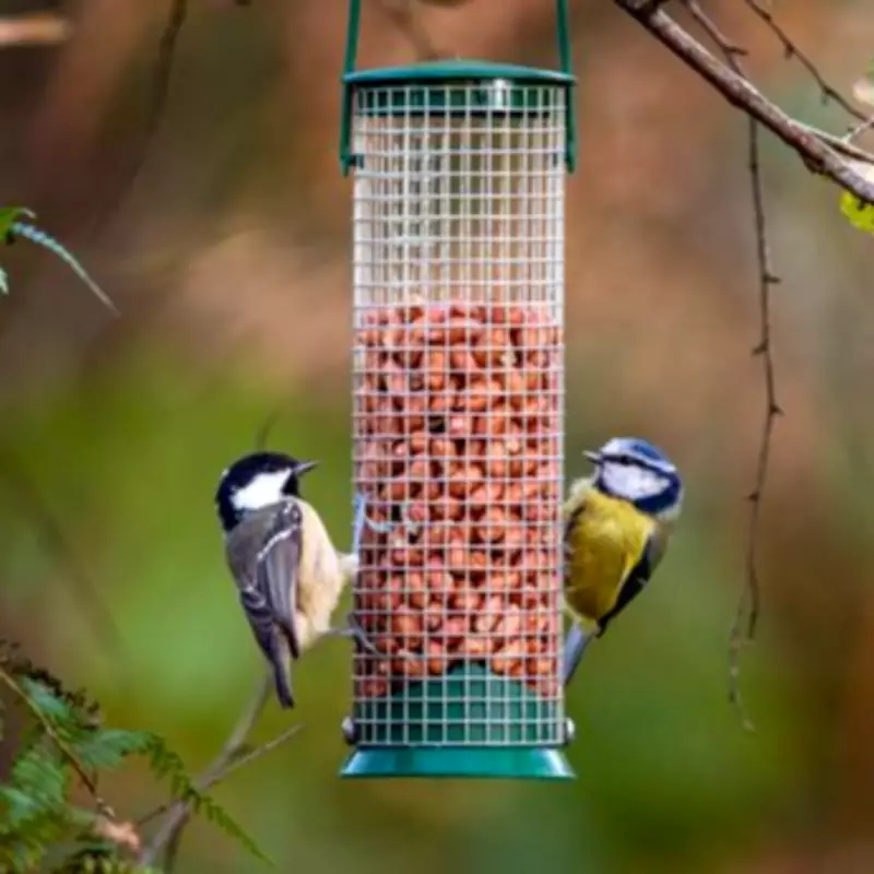 RSPB Urges Gardeners to Pause Bird Feeding from May 1 to Curb Parasite Disease