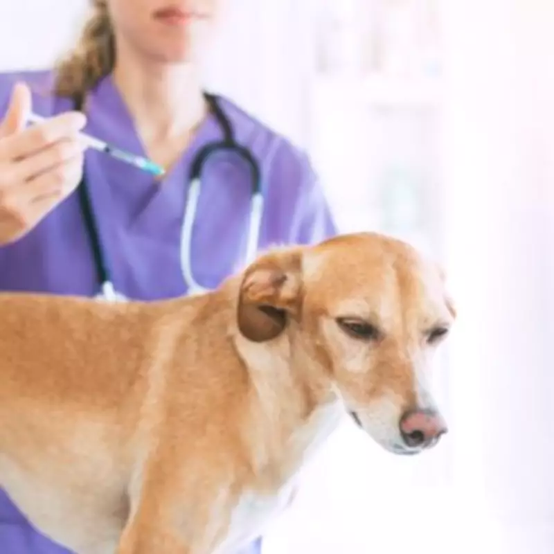 RSPCA Can Euthanise Your Pet Without Consent Under Animal Welfare Law