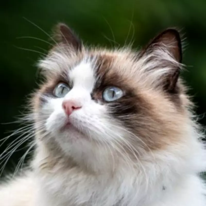 RSPCA Warns Pet Owners: Protect White-Furred Pets from Sunburn