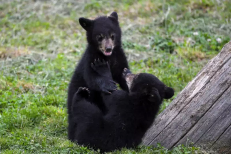 Russian Hiker Latest Victim of Bear Attack in Japan
