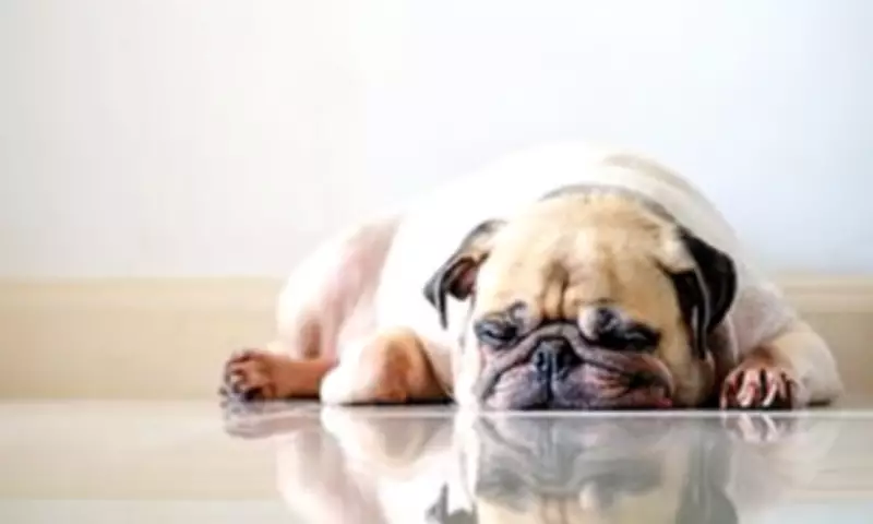 Scientists Call for Breeding Restrictions on Flat-Faced Dogs Like Pugs and Bulldogs