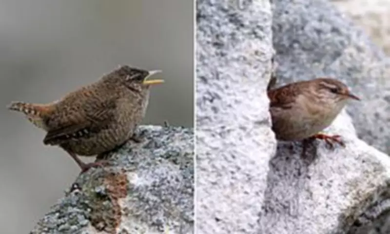 Scottish Island Wrens Evolve Gigantism, Doubling in Size
