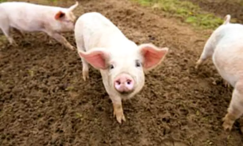 Scottish pig farms face extinction as losses force 10% herd reduction