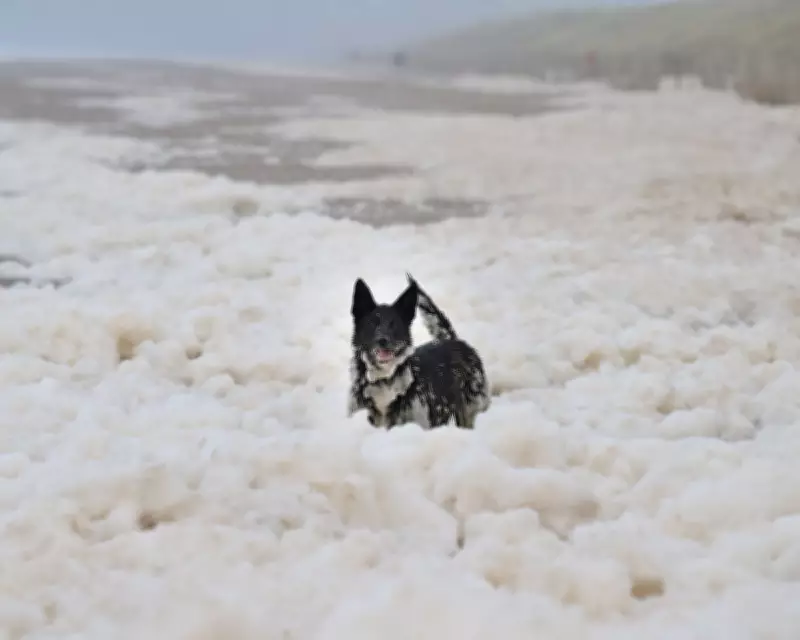 Sea Foam: Natural Phenomenon, Not Pollution, Along UK Coasts