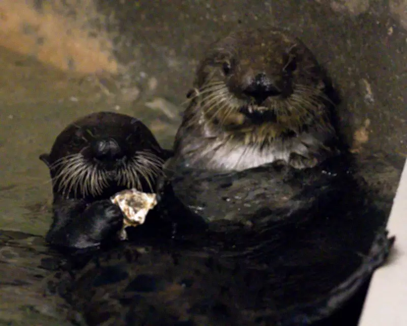 Sea Otter Mother Adopts Orphaned Pup in Rare Act of Kindness