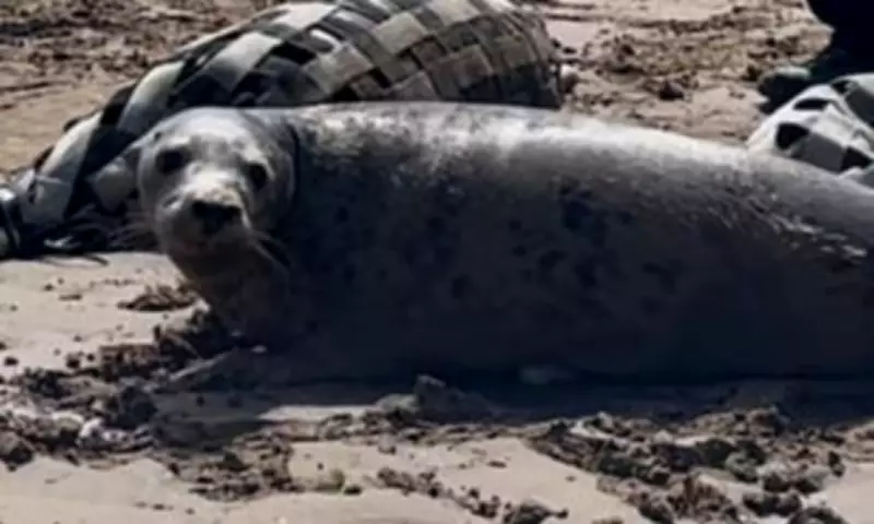 Seal Pup Found by Postman on Doorstep Released Back into Wild