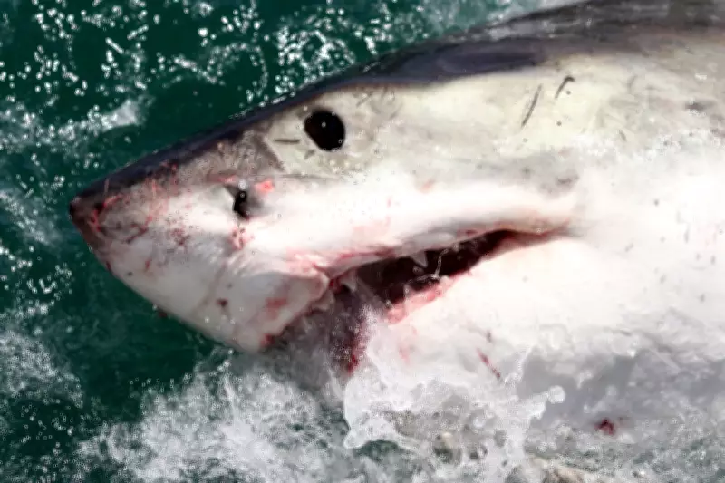 Second Deadly Shark Attack in Australia This Month at Great Barrier Reef