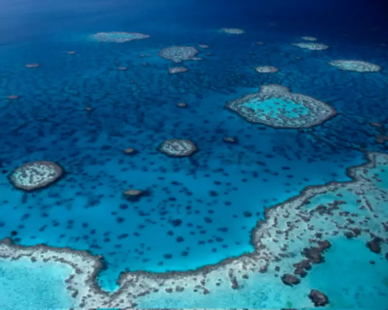 Shark Attack Claims Man's Life on Great Barrier Reef in Queensland