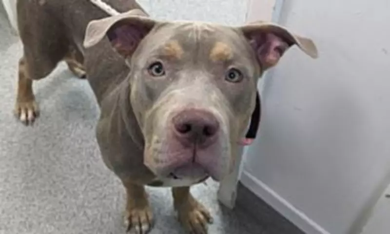 Sheffield Man Banned for Life After Brutally Beating His XL Bully Dog