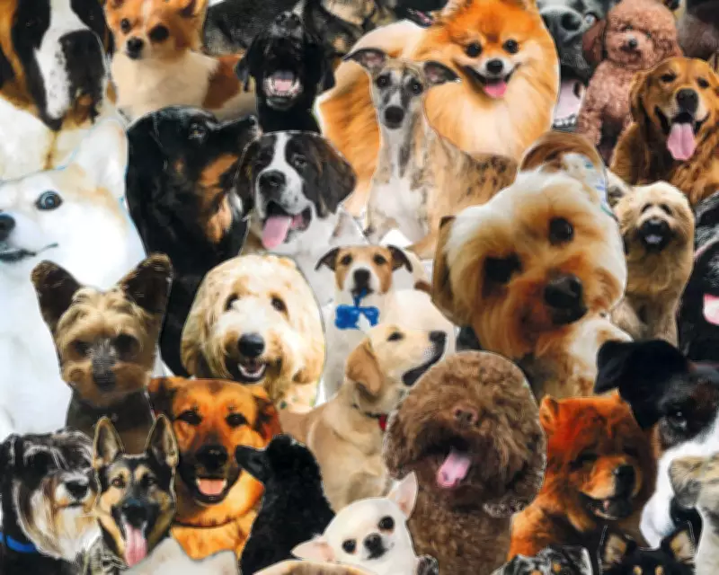 Should You Be Able to Take Your Dog Everywhere?