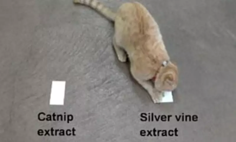 Silver Vine Beats Catnip: Study Reveals Feline Preference for Stronger Buzz