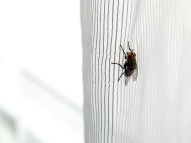 Simple 85p Kitchen Staple That Banishes Flies for Good
