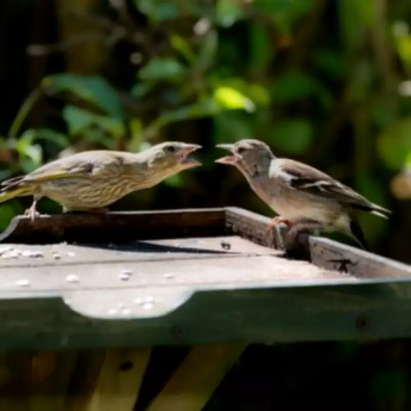 Simple Garden Addition Attracts More Birds Than Seed, Gardener Says