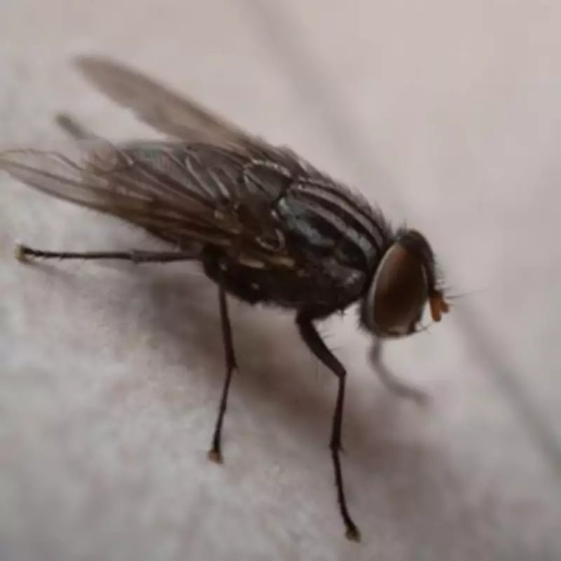 Simple Lemon and Clove Windowsill Trick to Repel Flies for Just £1