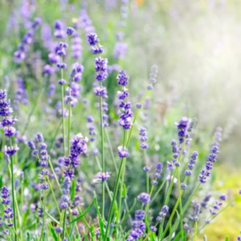 Simple May Pruning Task to Stop Lavender Going Leggy