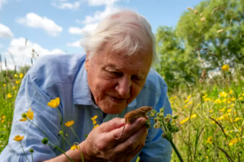 Sir David Attenborough Turns 100: National Treasure Celebrated Globally