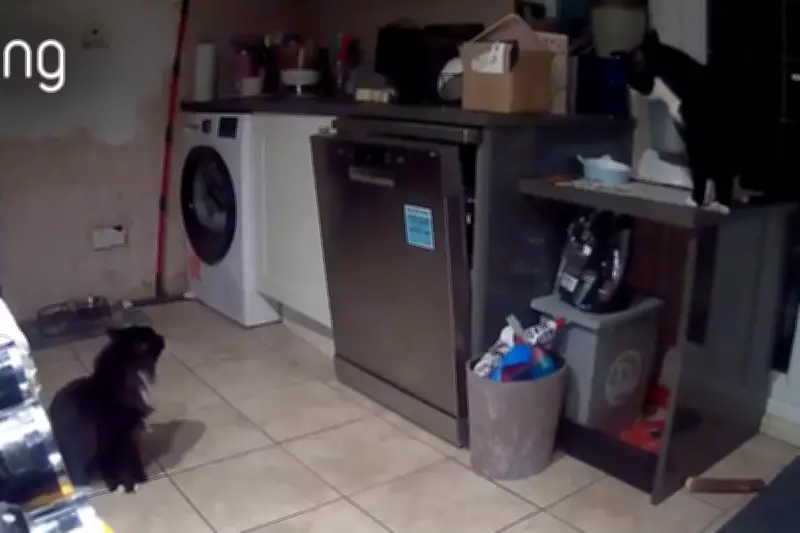 Sneaky Cats Carry Out Six-Month Kitchen Heist in Lincolnshire