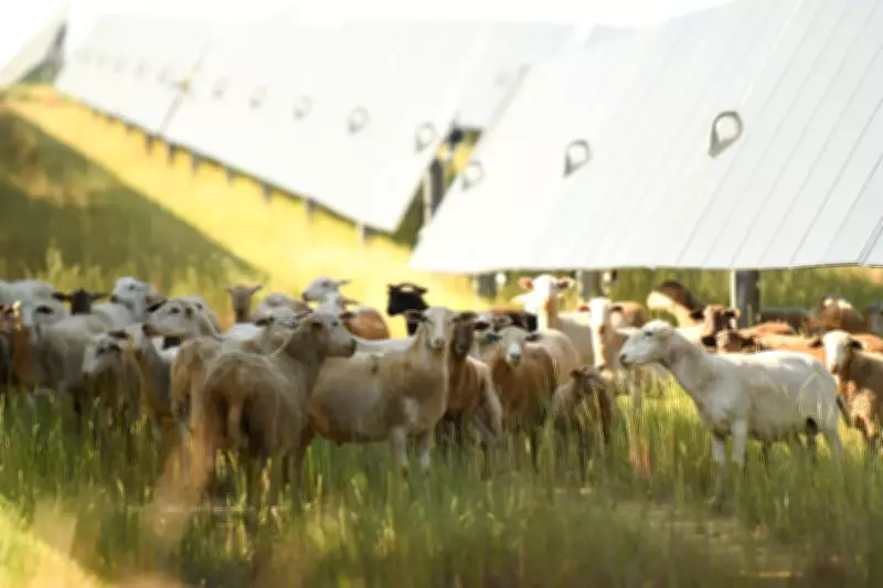 Solar Helps US Farms Survive, but GOP Farm Bill Could Curb Access