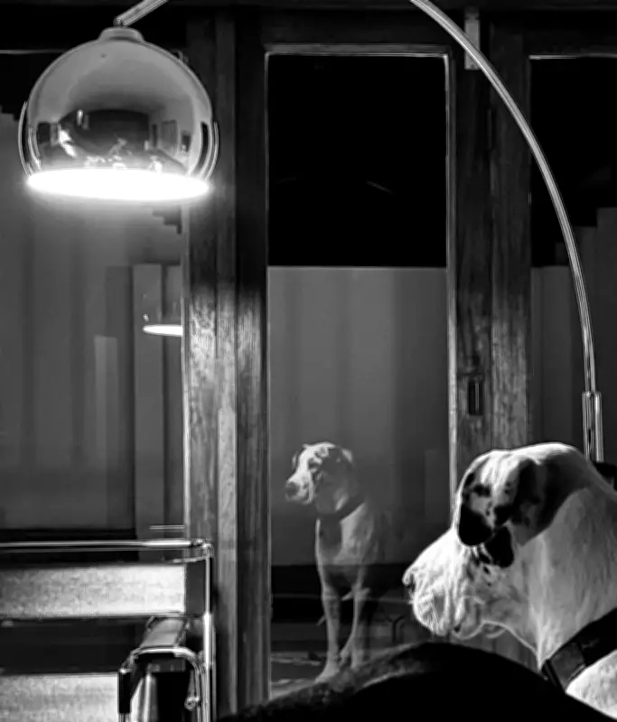 South African Photographer Captures Contemplative Great Dane in Moonlit Shot