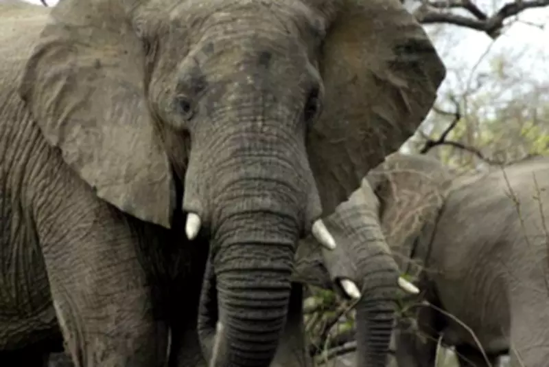 South African Zoo Faces Court Over Allegedly Depressed Elephants