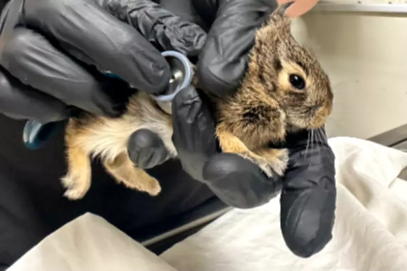 Spring Wildlife Nesting Near Homes: Expert Tips for Coexistence