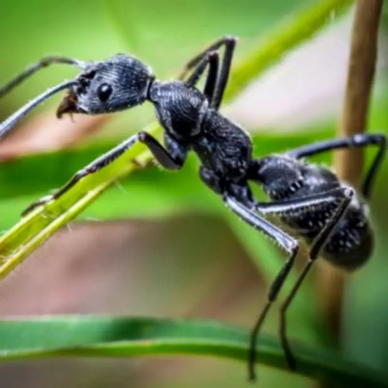Springtime Ants: Expert Tips to Banish Them from Your Home and Garden