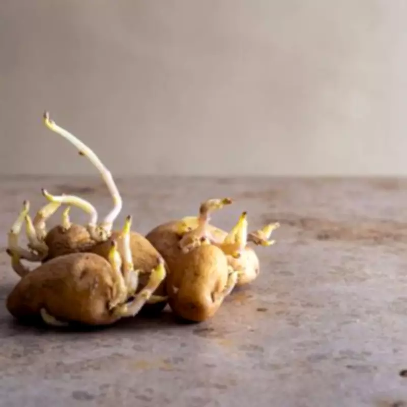 Sprouted Potatoes: When to Eat and When to Toss for Safety