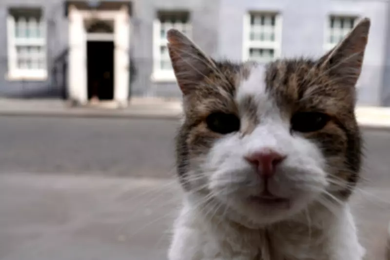 Starmer Jokes Larry the Cat ‘Went Through the Roof’ Over Renters’ Rights Act
