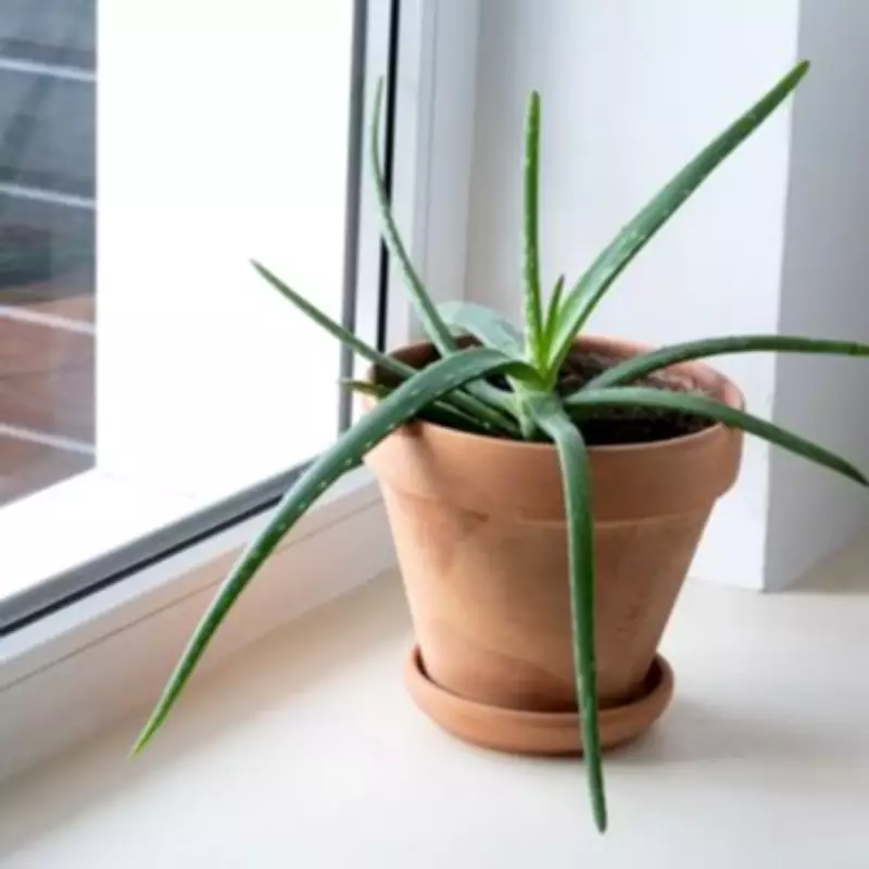 Stay Cool Indoors Without a Fan Using This Green Item by Your Window