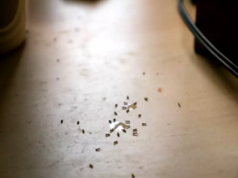 Stop Ants Infesting Your Kitchen with This Simple 5-Minute Habit