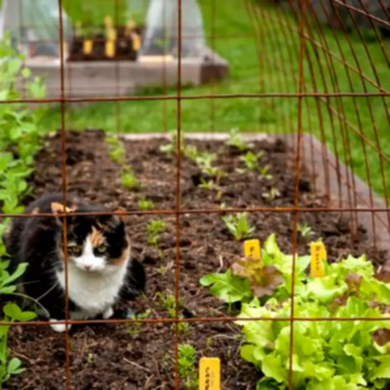 Stop Cats Pooing in Your Garden with 4 Natural Methods