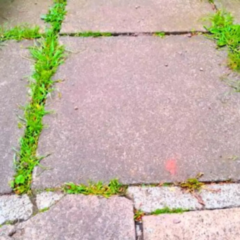 Stop Patio Weeds Naturally with Boiling Water: 5-Minute Method