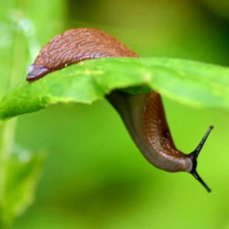 Stop Slugs Eating Plants: Place Beer in Garden This May