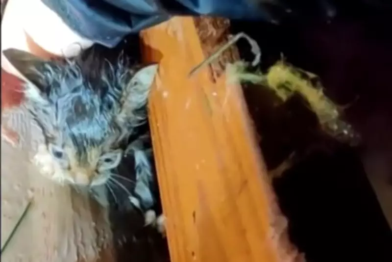Storm Chaser Rescues Tiny Kitten from Tornado Rubble in Mississippi