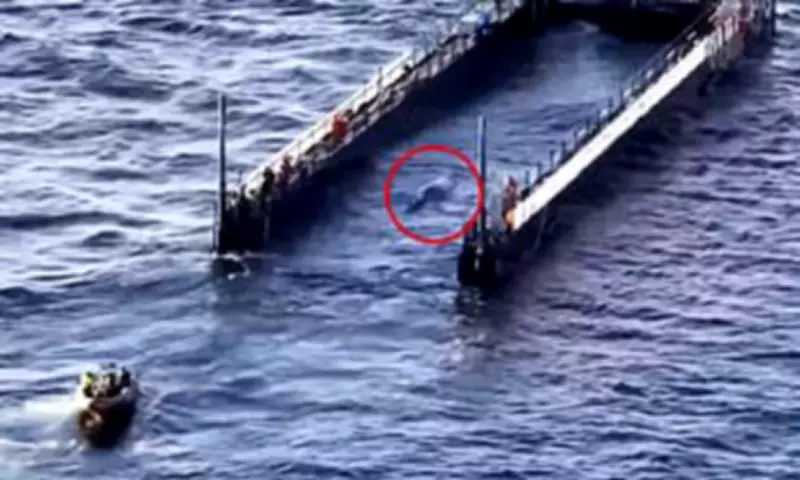 Stranded Humpback Whale Timmy Freed After Million-Euro Rescue