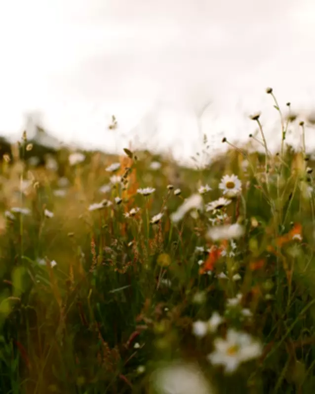 Stunning Wildflower Photos Showcase Britain and Ireland's Flora