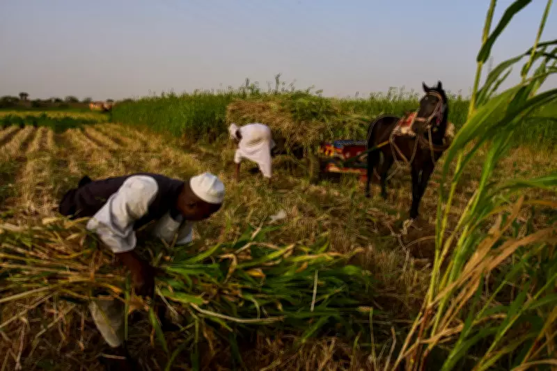 Sudan Farmers Face New Crisis as Middle East Conflict Disrupts Supply Chains